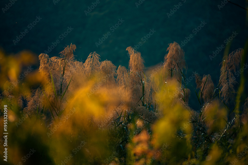 Fototapeta premium Golden grass meadow sunset nature field foliage blur autumn landscape outdoor Golden grass meadow sunset with soft nature light over field foliage blur creating dreamy autumn landscape outdoor mood