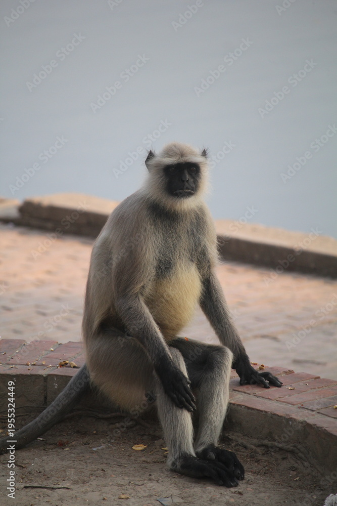 Fototapeta premium Hanuman Langur (Semnopithecus) Resting in an Urban Environment