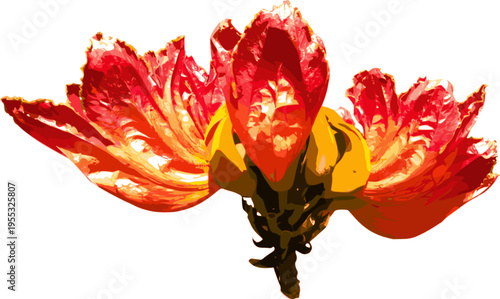 Vectorized African Tulip Tree Flower (Spathodea campanulata), exotic tropical bloom. Design for botanical illustration, floral wallpaper, or luxury spa branding. Transparent multilayered EPS version.