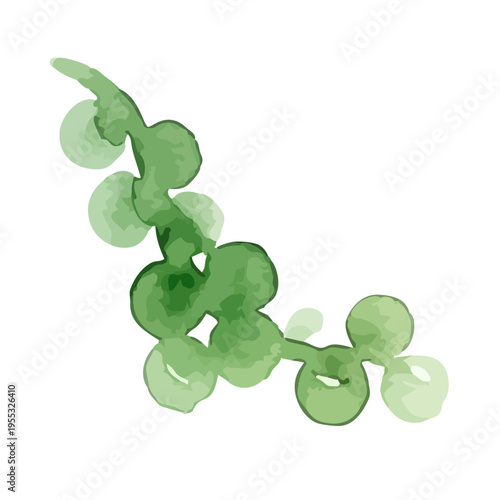 Watercolor-style fresh sea grapes illustration, green caviar, okinawa seaweed snack　水彩　海ぶどう　沖縄	