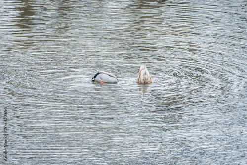 Two ducks swimming on calm water creating circular ripples