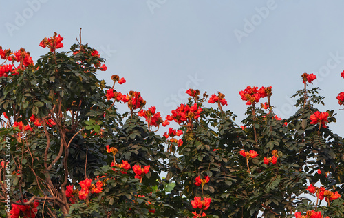 African Tulip Tree, a fast-growing, ornamental tree admired for its large clusters of fiery orange-red, tulip-shaped flowers. In Bengal it is known as Rudrapalash.