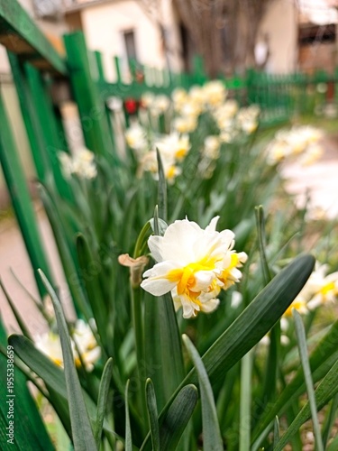 Spring garden . Narcissus