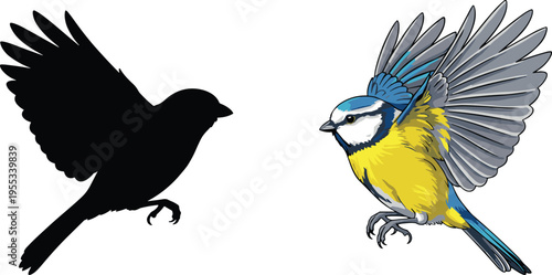 WebBlue tit bird flying vector illustration and black silhouette set, colorful garden songbird with yellow and blue feathers, nature, wildlife.