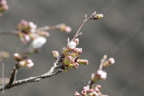 咲き始めた桜の花や蕾