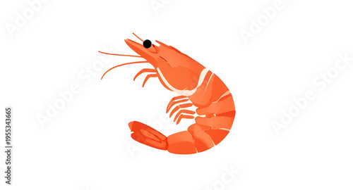 prawn, shrimp, seafood, fish, marine, ocean, sea, aquatic, crustacean, shellfish, animal, food, ingredient, cooking, cuisine, meal, dinner, restaurant, fresh, raw, boiled, grilled, fried, tasty, delic