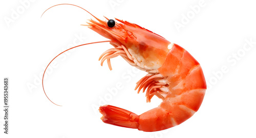 shrimp, prawn, seafood, fish, marine, ocean, sea, aquatic, crustacean, shellfish, animal, food, ingredient, cooking, cuisine, meal, dinner, restaurant, fresh, raw, boiled, grilled, fried, tasty, delic