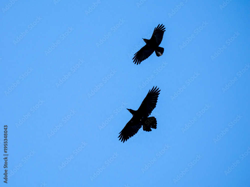 Fototapeta premium Schwarzmilan, Milvus migrans und Kolkrabe, Corvus corax und Rabenkrähe, Corvus corone