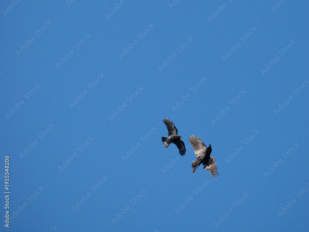 Obraz premium Schwarzmilan, Milvus migrans und Kolkrabe, Corvus corax