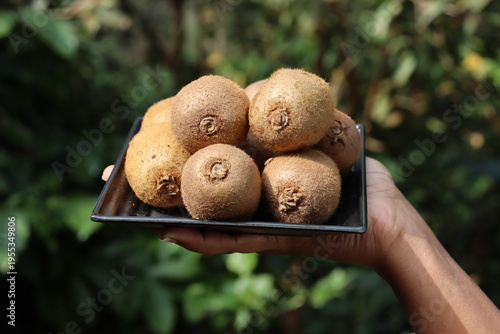 Fresh kiwi fruit harvested from its plant and kept on a small plate held in hand