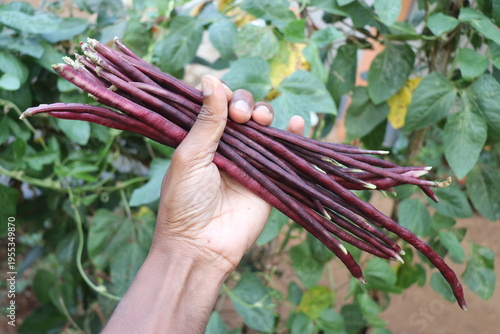 Purple yard long beans harvested from its plant and held in the hand