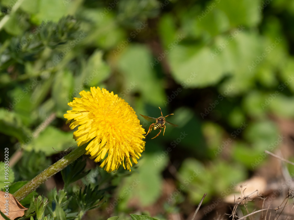 Fototapeta premium Wespenbiene, Nomada spec