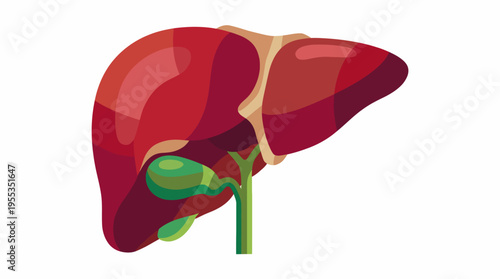 A vibrant and stylized illustration of a human liver showcases its anatomical structure, representing health and the importance of bodily functions in human life.