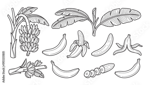 Banana plant vector illustration showing bunch of fruits peeled slices and palm leaves on background