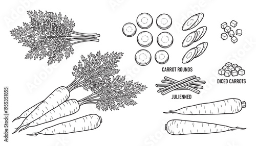 Carrot collection vector illustration showing fresh root vegetables with leafy tops and various cuts