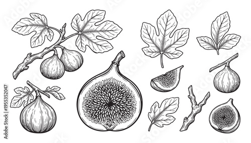 Figs branch with fruits and leaves isolated vector illustration drawn in engraving style on checkered background
