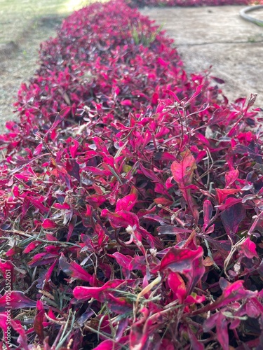 bunch of pink flowers