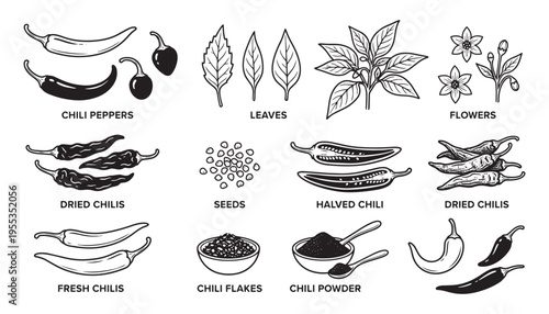 Chili peppers leaves flowers seeds and flakes illustration vector isolated on checkered background drawn engraving