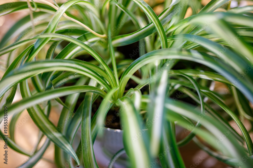 Obraz premium Spider plant with long, striped leaves in indoor pot