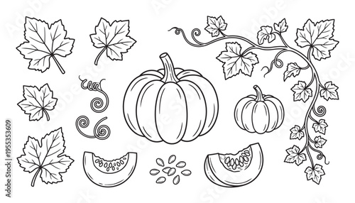 Pumpkin vector illustration with whole half sliced parts seeds leaves and vine harvest set