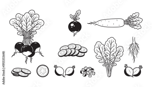 Radish beet vector illustration set with whole half sliced parts and leaves vegetables