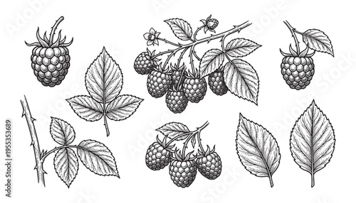 Raspberry fruit vector illustration with whole berries branches and leaves natural set