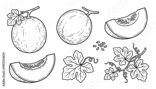 Melon set illustration vector graphic isolated on transparent background fresh ripe fruit healthy food line art