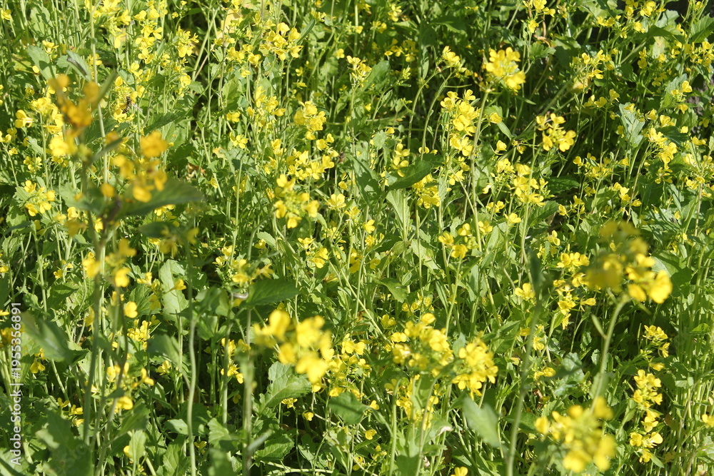 Fototapeta premium field of dandelions