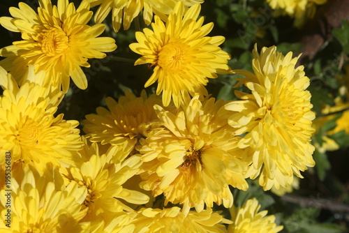 yellow dandelions in a garden