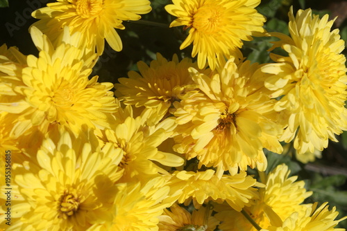 yellow chrysanthemum flower background