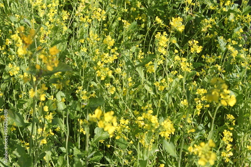 field of dandelions