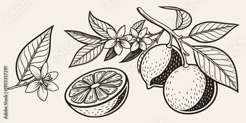 Detailed botanical illustration of citrus fruits and blossoms in black ink