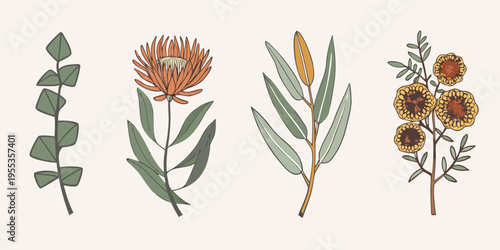 Botanical illustration of protea eucalyptus and other native australian flora