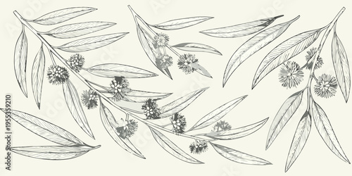 Delicate botanical illustration of eucalyptus branches and flowering buds