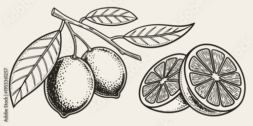 Vintage style illustration of citrus fruit including kumquats and a sliced orange