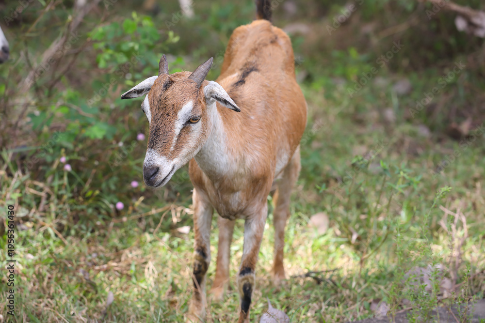 Fototapeta premium Goats Grazing green leaves in rural area