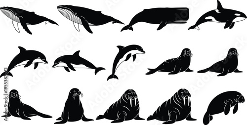 Silhouette of various dolphins and seals isolated on transparent background