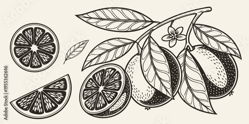 Hand drawn illustration of citrus fruits with leaves and blossoms