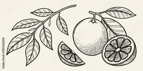 A detailed sketch of a citrus branch with oranges and a slice