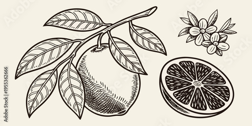 Vintage botanical illustration of a blood orange with leaves and cross section