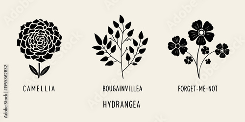 Floral botanical illustrations of camellia bougainvillea forget me not and hydrangea