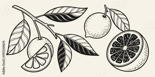 Detailed black and white illustration of citrus fruit branches and slices