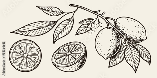 Vintage illustration of lemon branches fruit and sliced citrus