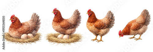 A charming collection of watercolor brown hens, featuring farm chickens in nesting, standing, and pecking poses with eggs isolated on a transparent background.
