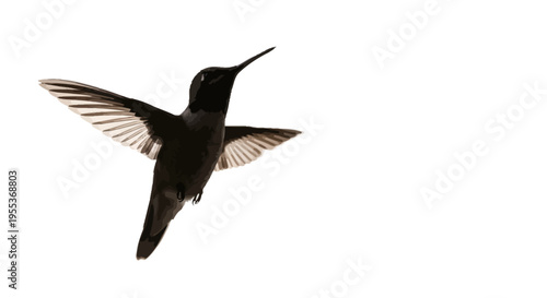 Black hummingbird in flight with spread wings on white background showcasing its natural beauty and swift motion
