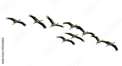 Flock of birds flying in formation against a white sky wings spread wide natural migration pattern