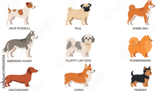 Flat Vector Dog Breed Icon Set Featuring Jack Russell, Pug, Shiba Inu, Husky, Pomeranian, Dachshund, Corgi, and Terrier for Pet Care Designs