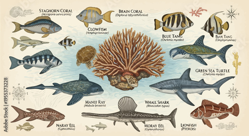 Vintage Hand Drawn Marine Life Illustration with Sea Creatures and Coral Reef