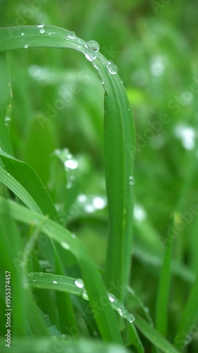 Vertical Macro Grass with Dew Drops Moving in Wind, Fresh Green Background