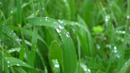 Macro Grass with Water Droplets Moving in Wind, Fresh Nature Background